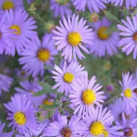 Aster Elliottii - Purple Marsh Aster (Bare Root)