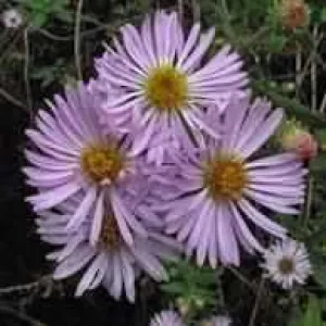 Aster Elliottii - Purple Marsh Aster (Bare Root)