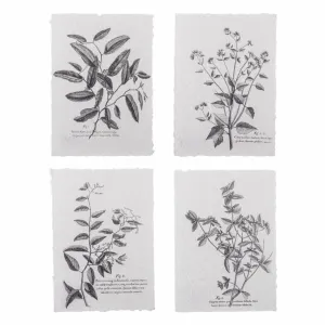 Botanical Prints on Rustic Paper 35cm